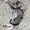 animal, cat, cozy, cute, eyes, fluffy, fur, gray, indoor, kitten, lying_down, paws, pet, relaxed, rug, stretching, striped, tabby, texture, young