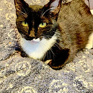 Lucky is registered to the contest to win money with this photo: animal, blanket, cat, closeup, comfortable, cozy, cute, feline, fur, green_eyes, indoor, pattern, pet, portrait, relaxed, resting, soft_lighting, texture, tuxedo_cat, whiskers
