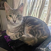 Bailey joined the competition — help win amazing prizes! cat, tabby_cat, green_eyes, animal, pet, indoor, sequin, purple, curtains, window_light, feline, resting, cute, fur, whiskers, paw, tail, cozy, domestic_cat, closeup