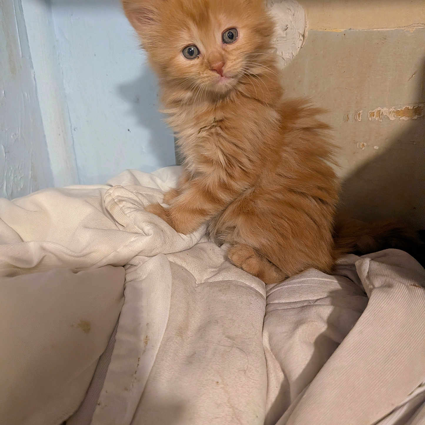 Fluffster