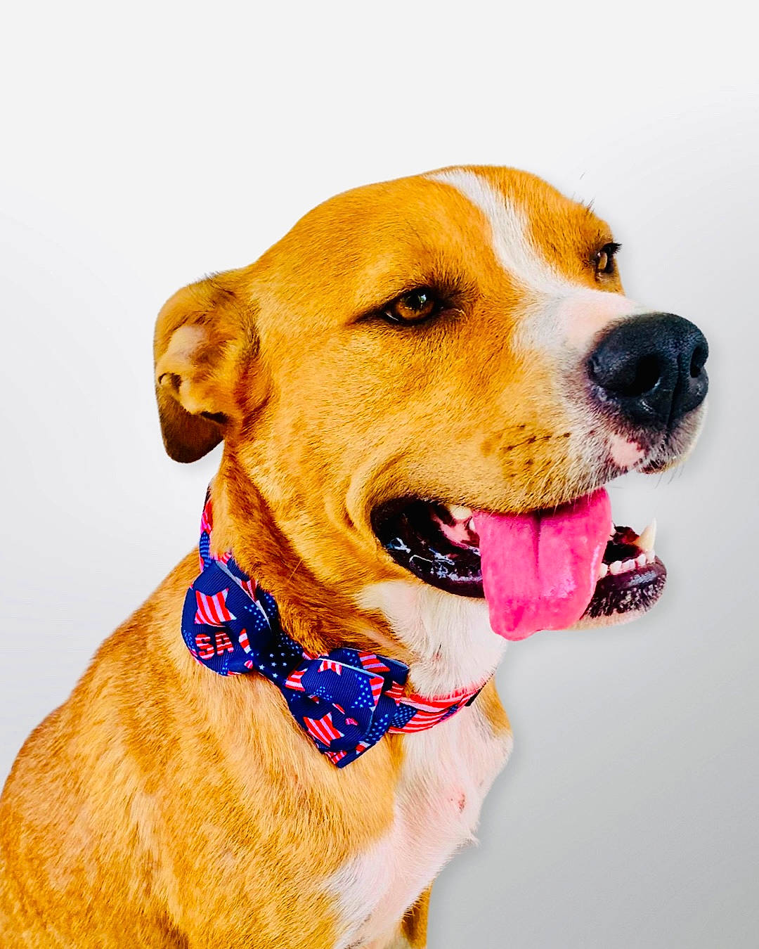 Bailee joined the competition — help win amazing prizes! canidae, carnivore, collar, companion_dog, dog, dog_breed, dog_collar, dog_supply, fawn, fur, guard_dog, leash, liver, pet_supply, retriever, snout, sporting_group, whiskers, working_animal, working_dog