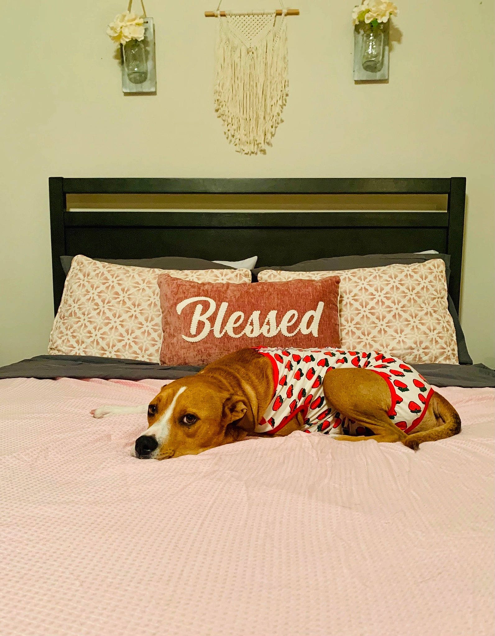 Bailee joined the competition — help win amazing prizes! bed, bed_frame, bedding, bedroom, comfort, companion_dog, dog, dog_supply, fawn, floor, flooring, font, hardwood, interior_design, linens, pillow, rectangle, room, textile, wood