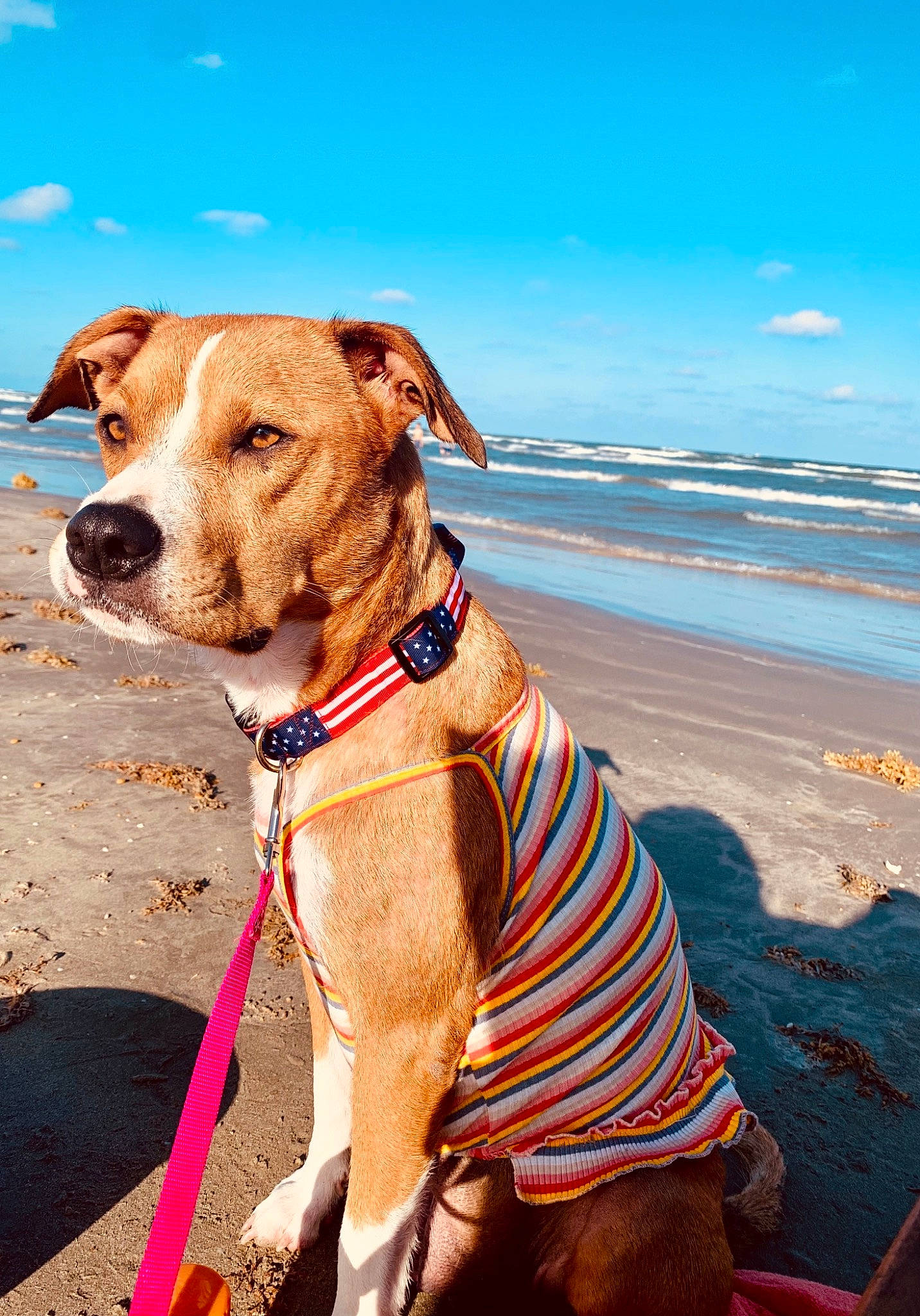 Bailee is registered to the contest to win money with this photo: beach, carnivore, cloud, collar, companion_dog, dog, dog_breed, dog_collar, dog_supply, fawn, fun, landscape, leash, liver, pet_supply, sand, sky, sporting_group, water, working_animal