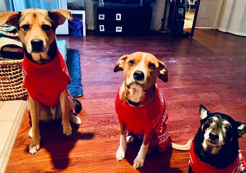 Bailee is registered to the contest to win money with this photo: canidae, carnivore, chair, collar, companion_dog, curtain, dog, dog_breed, dog_clothes, dog_collar, dog_supply, fawn, floor, flooring, hardwood, pet_supply, snout, sporting_group, wood, working_animal