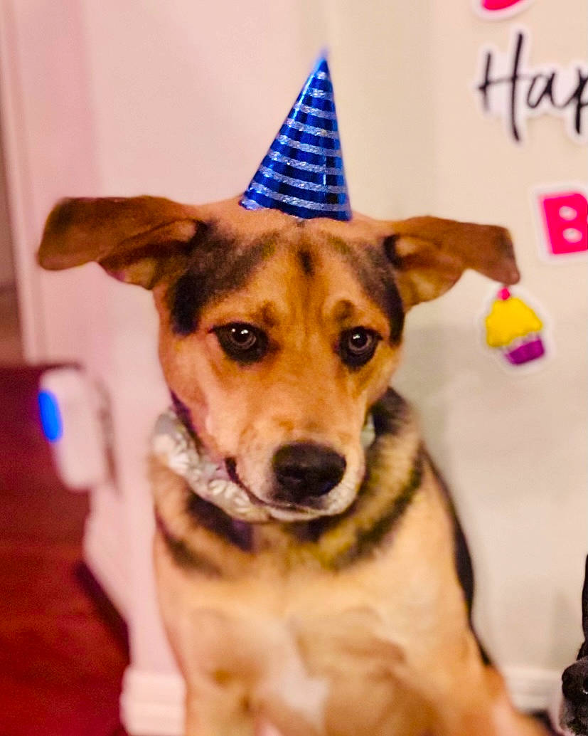 Bear is registered to the contest to win money with this photo: carnivore, collar, companion_dog, cone, costume_hat, dog, dog_breed, dog_clothes, dog_supply, event, fashion_accessory, fawn, fur, hat, headgear, leash, party_hat, party_supply, snout, whiskers