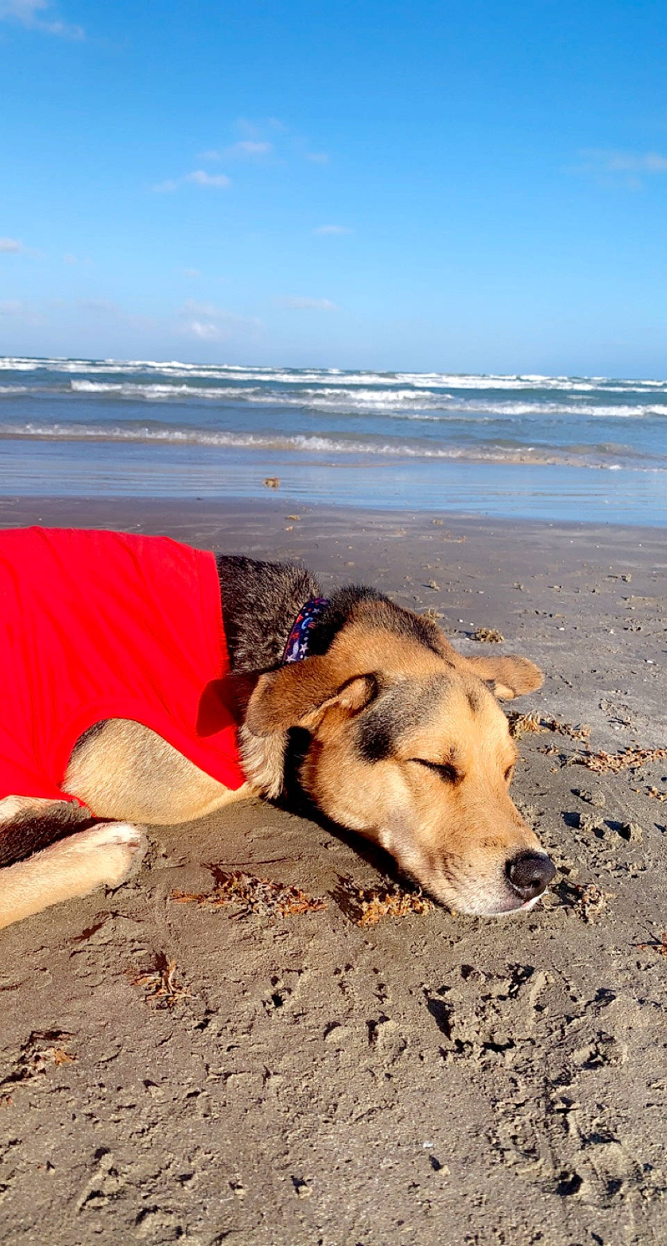 Bear joined the competition — help win amazing prizes! beach, body_of_water, carnivore, cloud, companion_dog, dog, dog_breed, fawn, fun, horizon, lake, landscape, ocean, rock, sand, sky, sporting_group, water, wind_wave, wood