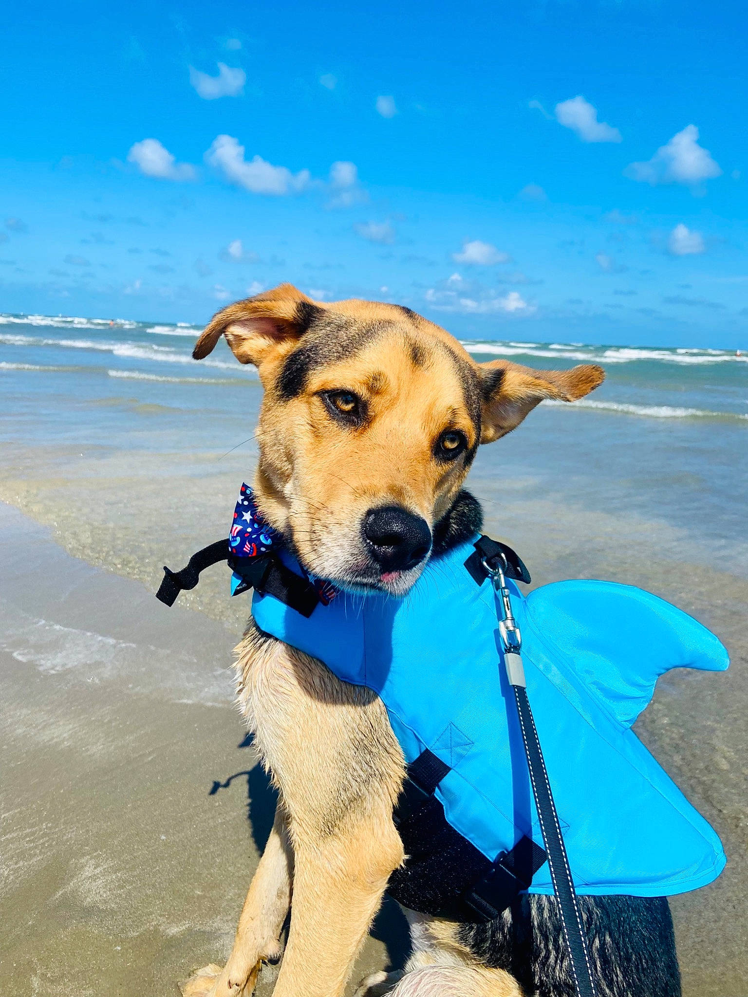 Bear is registered to the contest to win money with this photo: azure, beach, blue, carnivore, cloud, collar, companion_dog, dog, dog_breed, dog_clothes, dog_collar, dog_supply, fawn, happy, leash, sand, sky, snout, sporting_group, water