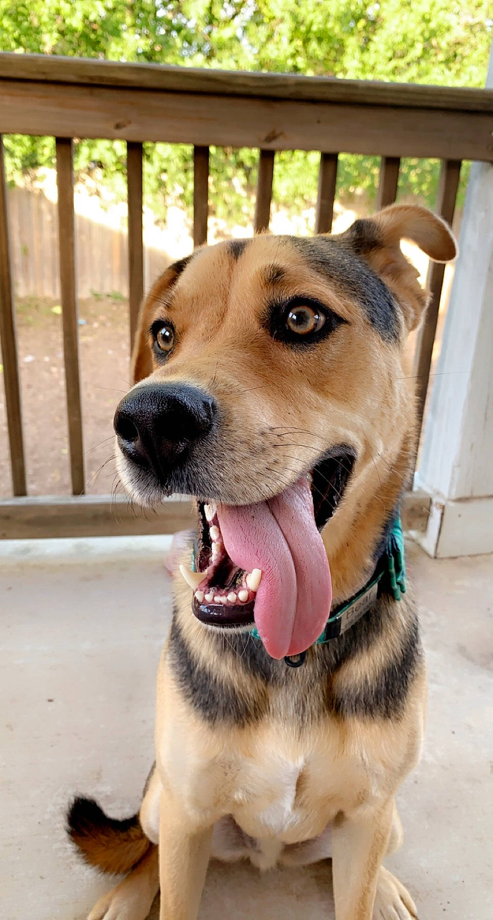 Bear joined the competition — help win amazing prizes! canidae, carnivore, collar, companion_dog, dog, dog_breed, dog_collar, dog_supply, fawn, fence, fur, hound, jaw, leash, pet_supply, snout, sporting_group, whiskers, working_animal, working_dog