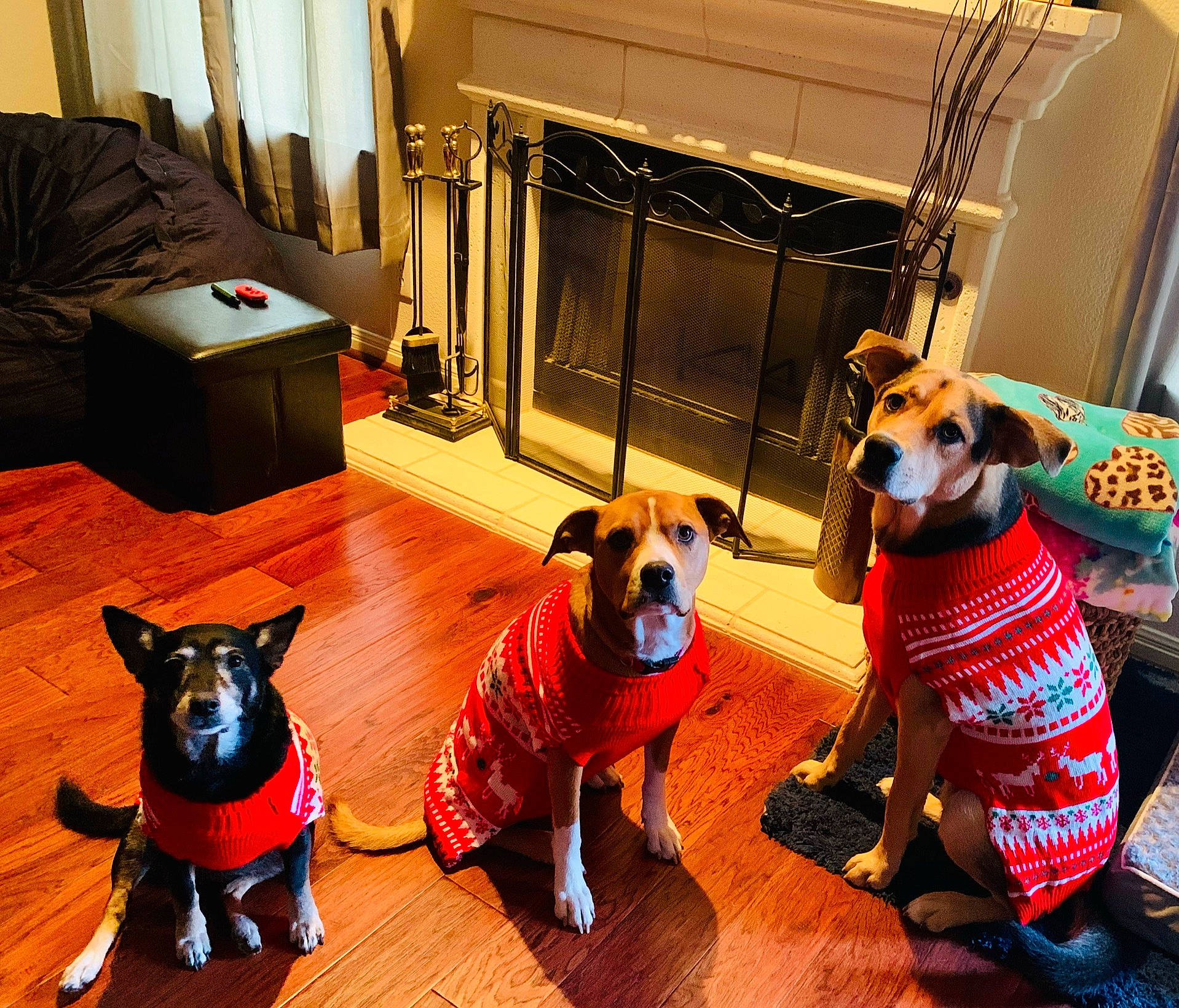 Bella joined the competition — help win amazing prizes! cabinetry, canidae, carnivore, comfort, companion_dog, couch, dog, dog_breed, dog_clothes, dog_supply, event, fawn, flooring, hardwood, pet_supply, snout, sporting_group, stuffed_toy, wood, working_animal