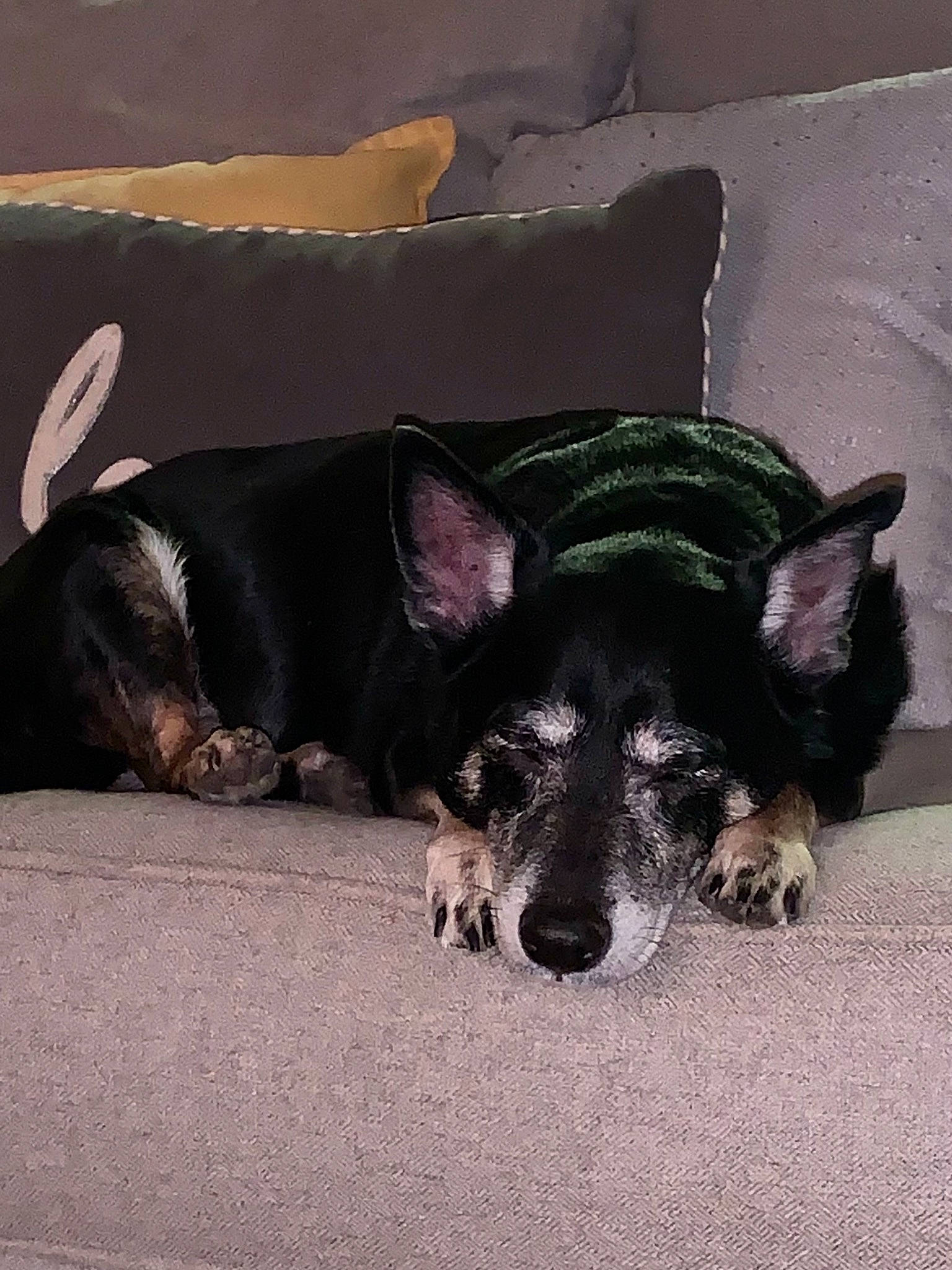 Bella joined the competition — help win amazing prizes! canidae, carnivore, companion_dog, dog, dog_breed, dog_supply, ear, fawn, fur, herding_dog, nap, non_sporting_group, paw, snout, sporting_group, terrestrial_animal, toy_dog, whiskers, working_animal, working_dog