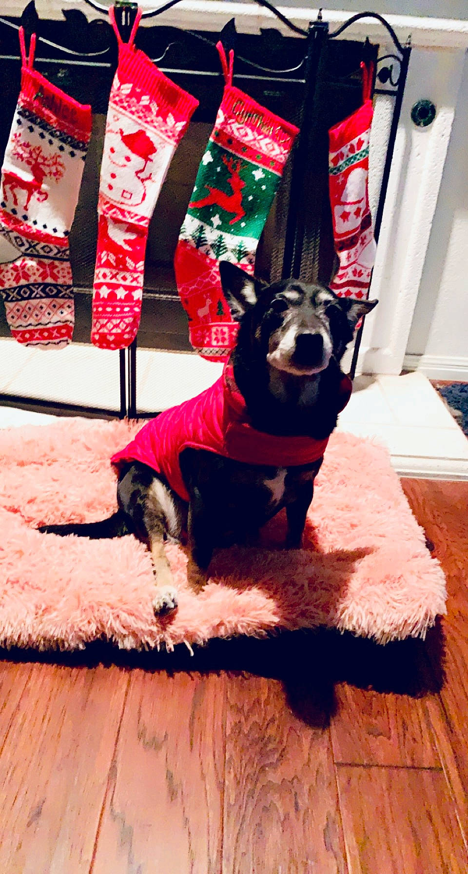 Bella is registered to the contest to win money with this photo: black, canidae, carmine, carnivore, collar, companion_dog, dog, dog_breed, dog_collar, dog_supply, fawn, flooring, hardwood, pet_supply, red, snout, sporting_group, tints_and_shades, wood, working_animal