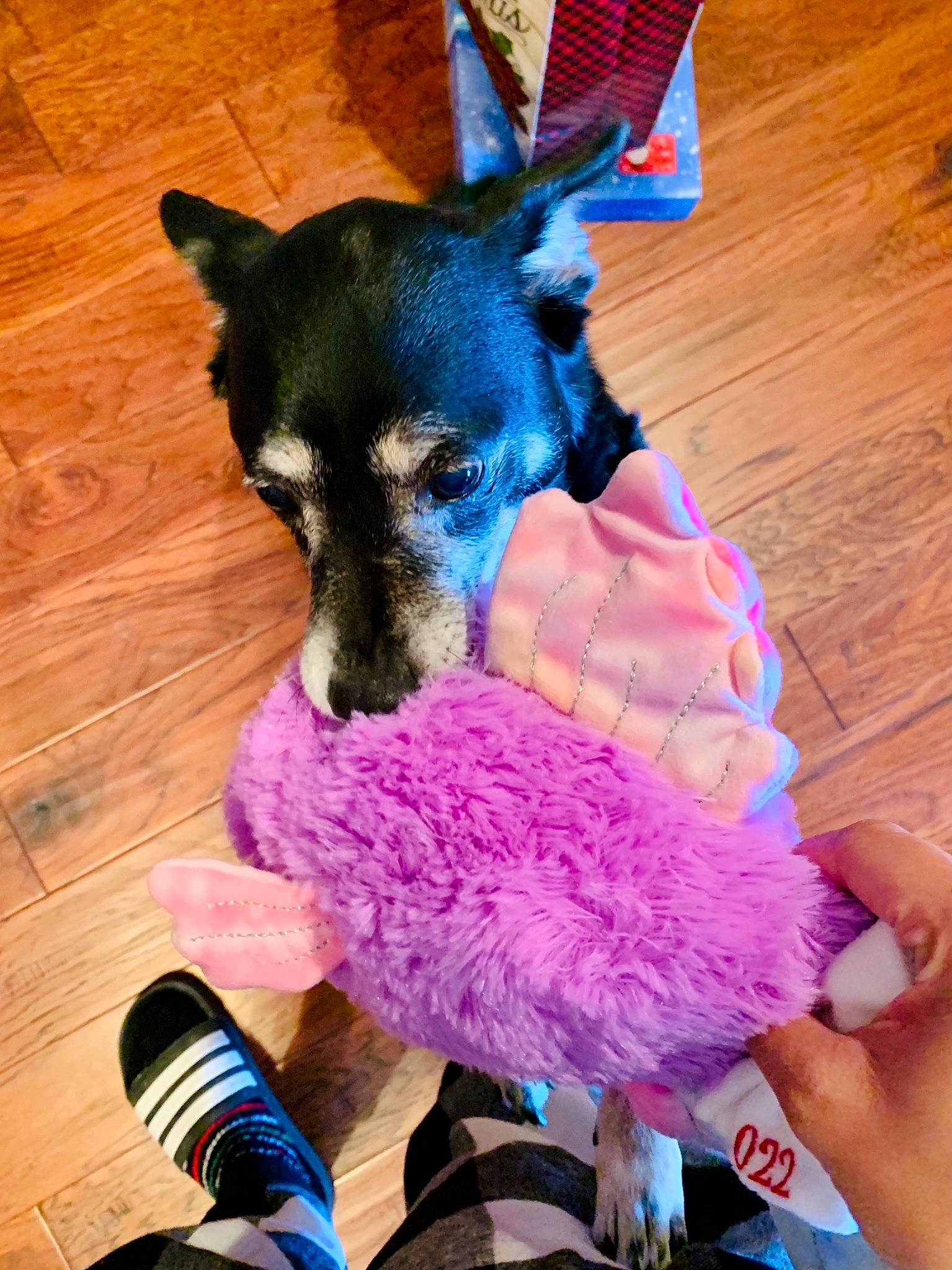 Bella is registered to the contest to win money with this photo: canidae, carnivore, companion_dog, dog, dog_breed, dog_clothes, dog_supply, electric_blue, fawn, fur, hardwood, magenta, paw, pink, purple, snout, sporting_group, toy_dog, wood, working_animal