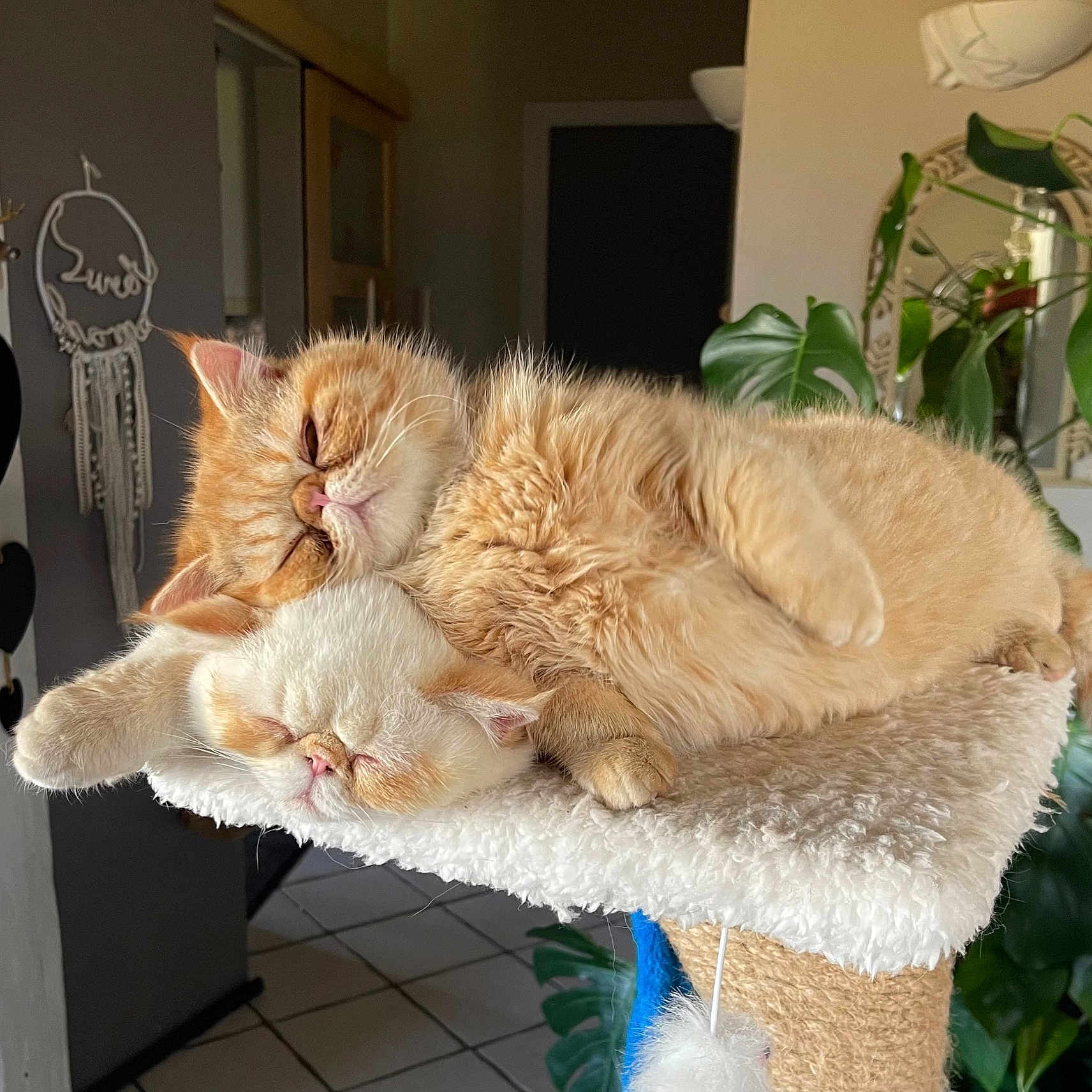 Bob Et Marley a rejoint le concours — aidez-le/la à gagner de superbes lots ! animal, architecture, building, cat, furniture, indoors, interiordesign, jar, kitten, livingroom, manx, pet, plant, planter, pottedplant, pottery, room, table, vase, wood