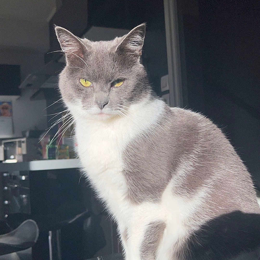 Noopy a rejoint le concours — aidez-le/la à gagner de superbes lots ! abyssinian, angora, animal, architecture, building, cat, chair, cushion, desk, furniture, homedecor, indoors, kitten, livingroom, manx, person, pet, room, siamese, table