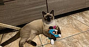 Tya participe au concours pour gagner de l'argent avec cette photo : cat, siamese_cat, pet, animal, feline, blue_eyes, pointed_ears, lying_down, playing, plush_toy, toy, indoor, tile_floor, home, cabinet, wooden_furniture, brown_fur, dark_face, curious, portrait