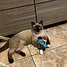 cat, siamese_cat, pet, animal, feline, blue_eyes, pointed_ears, lying_down, playing, plush_toy, toy, indoor, tile_floor, home, cabinet, wooden_furniture, brown_fur, dark_face, curious, portrait