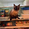 Tya participe au concours pour gagner de l'argent avec cette photo : cat, siamese_cat, pet, animal, refrigerator, fridge, shelf, food, cheese, yogurt, containers, kitchen, indoors, sitting, portrait, wide_eyed, brown_fur, dark_face, blue_point, funny