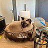 cat, siamese_cat, blue_eyes, pet, animal, sitting, basket, desk, indoor, home, office, toilet_paper, grooming_brush, stationery, pen_holder, wooden_table, door, gray_wall, photography, relaxed