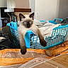 Tya a rejoint le concours — aidez-le/la à gagner de superbes lots ! cat, siamese_cat, blue_eyes, pet, animal, kitten, laundry_basket, laundry, home, indoors, kitchen, bread, baguette, food, furniture, basket, sitting, hanging_legs, fluffy, portrait