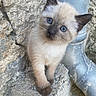 kitten, cat, siamese_cat, blue_eyes, animal, pet, fur, whiskers, ears, portrait, standing, outdoor, stone_wall, pipe, close_up, cream_fur, dark_points, curious, cute, photography
