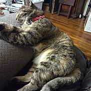 Snickers joined the competition — help win amazing prizes! cat, tabby, sleeping, collar, indoor, furniture, couch, wooden_floor, home, relaxing, pet, domestic_animal, cozy, laundry_basket, fur, whiskers, tail, resting, animal, mammal