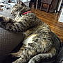 cat, tabby, sleeping, collar, indoor, furniture, couch, wooden_floor, home, relaxing, pet, domestic_animal, cozy, laundry_basket, fur, whiskers, tail, resting, animal, mammal