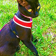 George is registered to the contest to win money with this photo: alert, animal, black_cat, cat, collar, cute, domestic_cat, ears, fur, grass, greenery, harness, nature, outdoor, pet, playful, sitting, small_animal, whiskers, yellow_eyes
