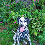 animal, canine, dalmatian, dog, flowers, garden, grass, greenery, happy, leafy, nature, outdoor, pet, playful, sitting, spotted, summer, sunlight, tongue_out, tree