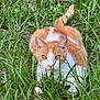 alert, animal, cat, closeup, crouching, ears, eyes, feline, fur, grass, greenery, mammal, nature, orange_cat, outdoor, pet, tail, whiskers, white_cat, wildlife