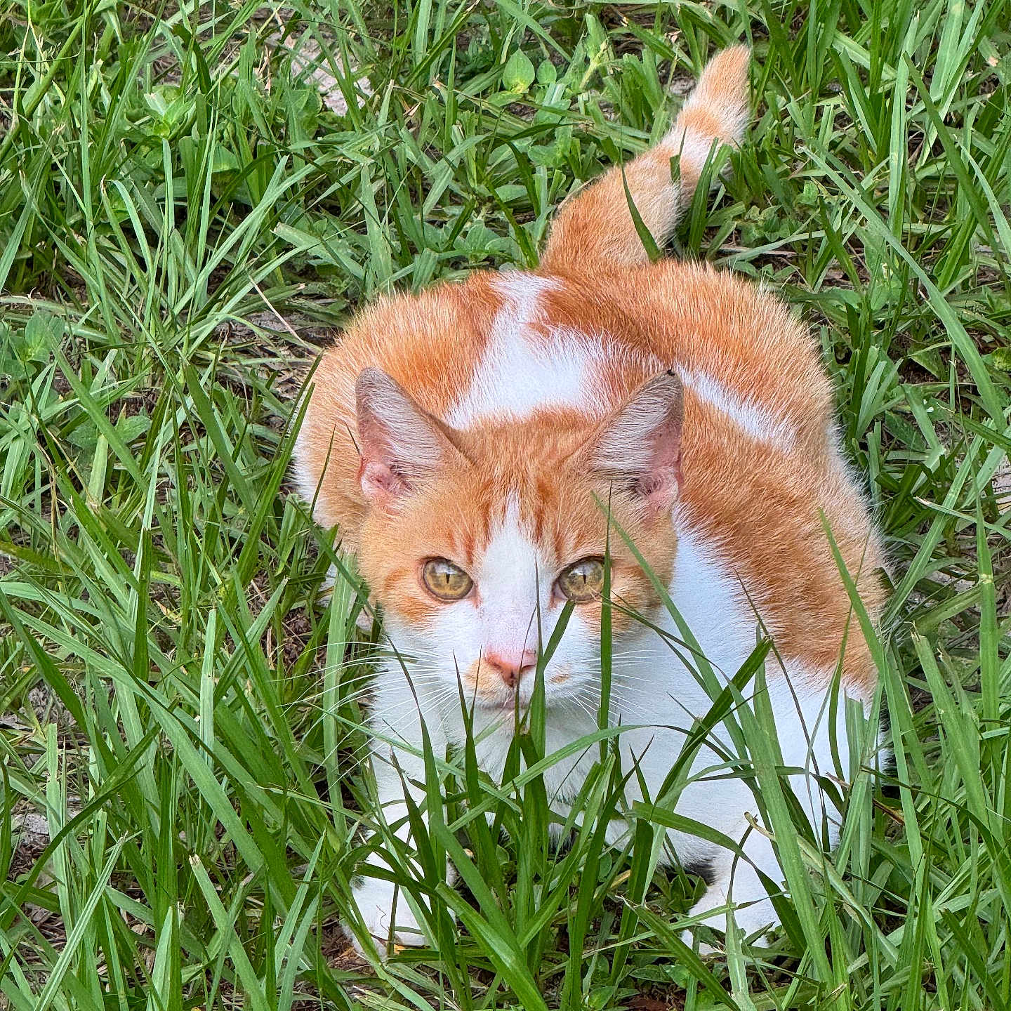 Patches joined the competition — help win amazing prizes! alert, animal, cat, closeup, crouching, ears, eyes, feline, fur, grass, greenery, mammal, nature, orange_cat, outdoor, pet, tail, whiskers, white_cat, wildlife