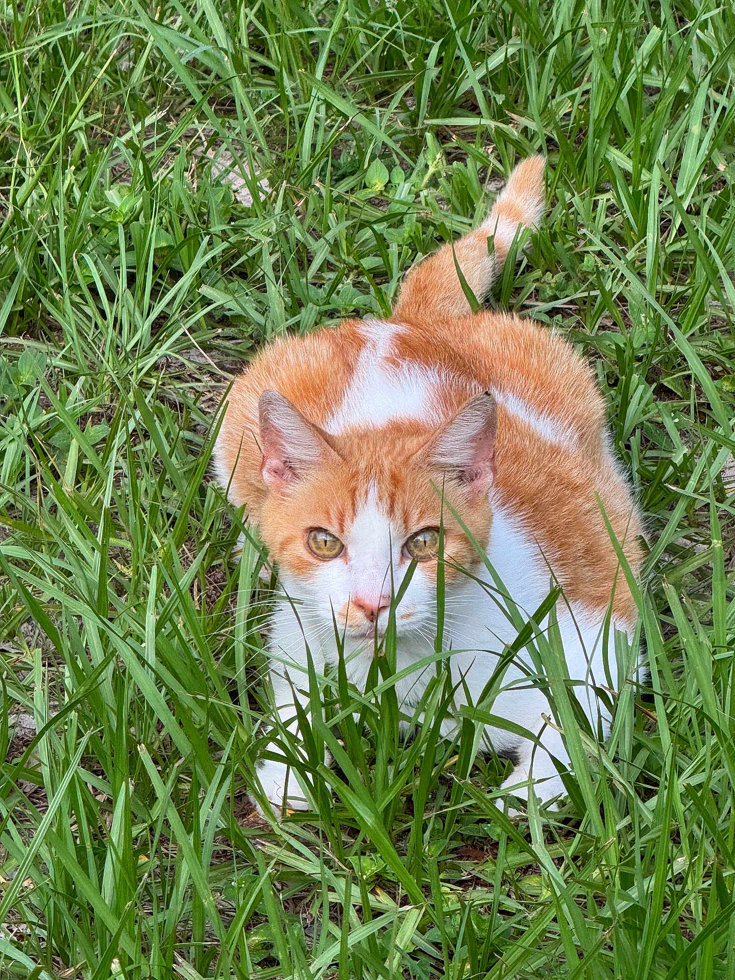 Patches joined the competition — help win amazing prizes! cat, orange_cat, white_cat, grass, outdoor, animal, feline, pet, nature, greenery, closeup, alert, crouching, ears, whiskers, tail, eyes, fur, mammal, wildlife