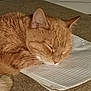 Ginger joined the competition — help win amazing prizes! carpet, cat, close_up, closed_eyes, cozy, ear, face, fur, home, indoor, lined_paper, nap, notebook, orange_cat, paws, pet, sleeping, sleeping_pet, tabby_cat, whiskers