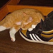 Ginger joined the competition — help win amazing prizes! cat, close_up, cozy, fur, furniture_leg, hardwood_floor, indoors, laced_shoe, nap, orange_cat, pair_of_shoes, paw, pet, retro_shoes, shoe, sleeping, sneaker, tabby, under_table, white_paws