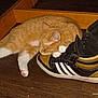 cat, close_up, cozy, fur, furniture_leg, hardwood_floor, indoors, laced_shoe, nap, orange_cat, pair_of_shoes, paw, pet, retro_shoes, shoe, sleeping, sneaker, tabby, under_table, white_paws