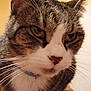 Mater is registered to the contest to win money with this photo: animal, brown, cat, close_up, collar, domestic_cat, ears, eyes, feline, fur, indoor, mammal, nose, paws, pet, portrait, sitting, tabby_cat, whiskers, white