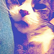 Mater is registered to the contest to win money with this photo: animal, blurred_background, cat, close_up, comfort, cozy, domestic, face, feline, fur, indoor, mouth, nose, nostrils, pet, relaxed, resting, sleepy, soft_texture, whiskers