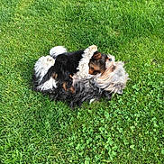 Gus Et Bengy participe au concours pour gagner de l'argent avec cette photo : animal, canine, dog, fluffy, fun, fur, grass, grass_blades, greenery, happy, leisure, nature, outdoor, pet, playful, rolling, small_dog, summer, sunlight, yard