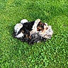 animal, canine, dog, fluffy, fun, fur, grass, grass_blades, greenery, happy, leisure, nature, outdoor, pet, playful, rolling, small_dog, summer, sunlight, yard
