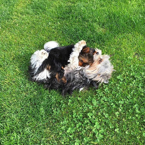 Gus Et Bengy participe au concours pour gagner de l'argent avec cette photo : animal, canine, dog, fluffy, fun, fur, grass, grass_blades, greenery, happy, leisure, nature, outdoor, pet, playful, rolling, small_dog, summer, sunlight, yard