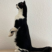 Mitsy participe au concours pour gagner de l'argent avec cette photo : alert, animal, black_and_white, calm, cat, curious, cute, domestic_animal, feline, fur, indoor, pet, quiet, side_view, standing, tail, textured_wall, upright, whiskers, wooden_surface