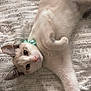 Maddie joined the competition — help win amazing prizes! animal, bed, blanket, cat, closeup, collar, cozy, cute, feline, fur, hand, indoor, paw, pet, relaxing, resting, rings, stretching, texture, white_cat