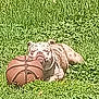 Chloe Marie joined the competition — help win amazing prizes! bulldog, dog, grass, basketball, outdoor, pet, animal, laying_down, sunny, closeup, playful, toy, nature, daytime, relaxed, mammal, sport_equipment, field, canine, resting