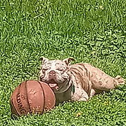 Chloe Marie is registered to the contest to win money with this photo: dog, bulldog, grass, basketball, outdoor, pet, animal, play, resting, tongue, collar, sunlight, greenery, sport, summer, fun, nature, cute, lying_down, daytime