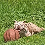 dog, bulldog, grass, basketball, outdoor, pet, animal, play, resting, tongue, collar, sunlight, greenery, sport, summer, fun, nature, cute, lying_down, daytime