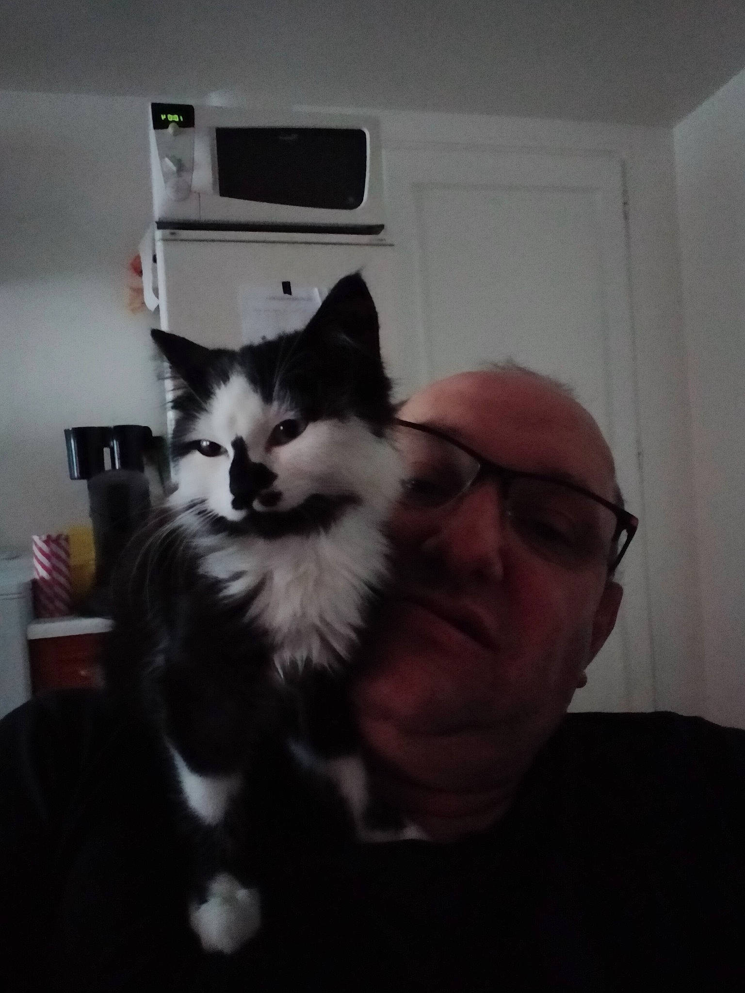 Robine a rejoint le concours — aidez-le/la à gagner de superbes lots ! black, black_and_white, carnivore, cat, ear, felidae, fur, head, kitten, mouth, norwegian_forest_cat, ragdoll, small_to_medium_sized_cats, whiskers