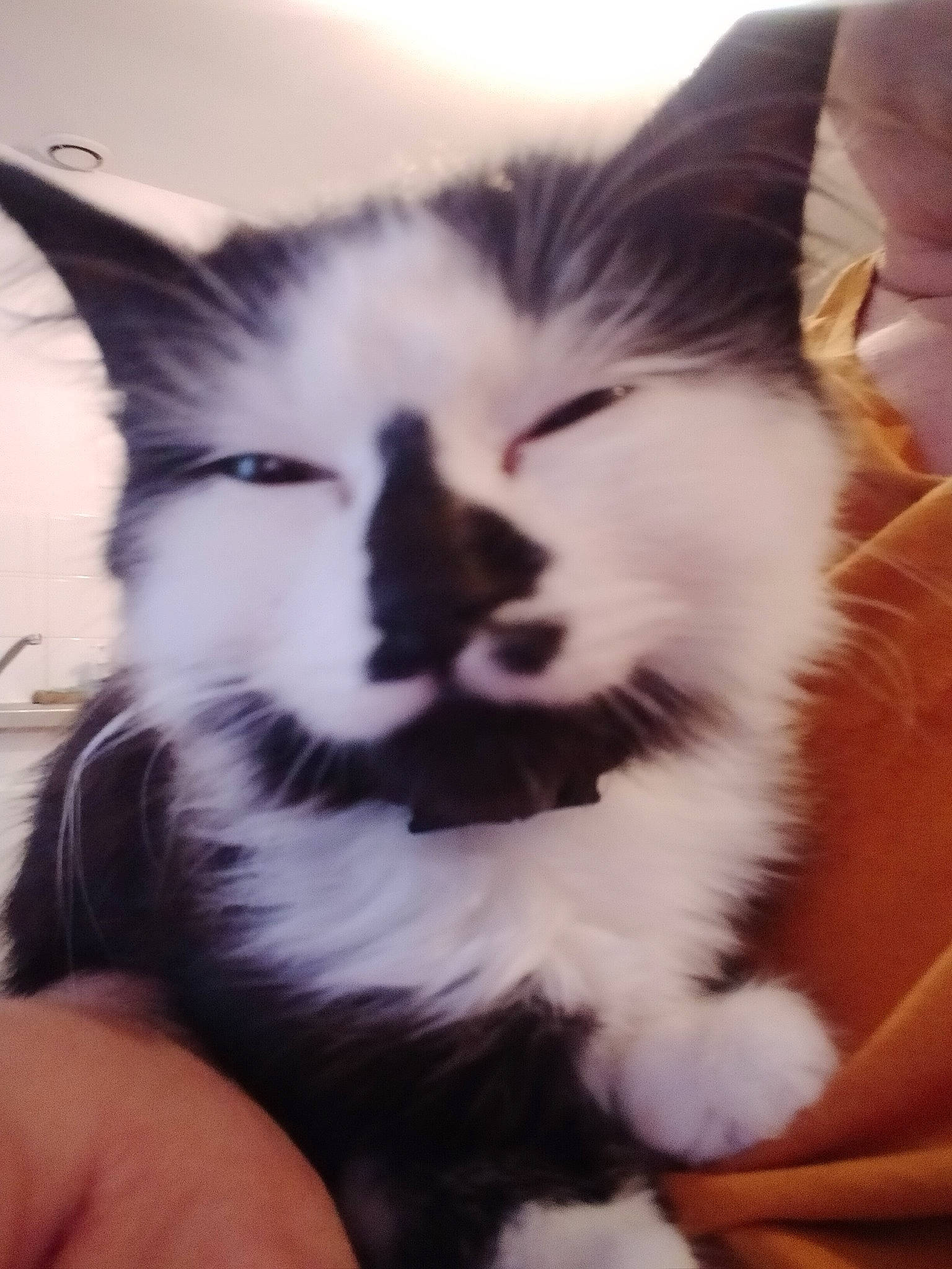 Robine participe au concours pour gagner de l'argent avec cette photo : black_and_white, carnivore, cat, ear, european_shorthair, eye, felidae, fur, kitten, norwegian_forest_cat, nose, sky, small_to_medium_sized_cats, snout, whiskers