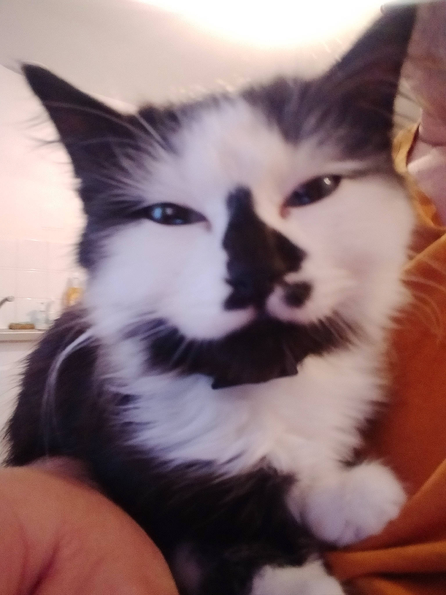 Robine participe au concours pour gagner de l'argent avec cette photo : black_and_white, carnivore, cat, domestic_short_haired_cat, ear, eye, felidae, fur, kitten, maine_coon, mammal, norwegian_forest_cat, nose, polydactyl_cat, sky, small_to_medium_sized_cats, snout, whiskers