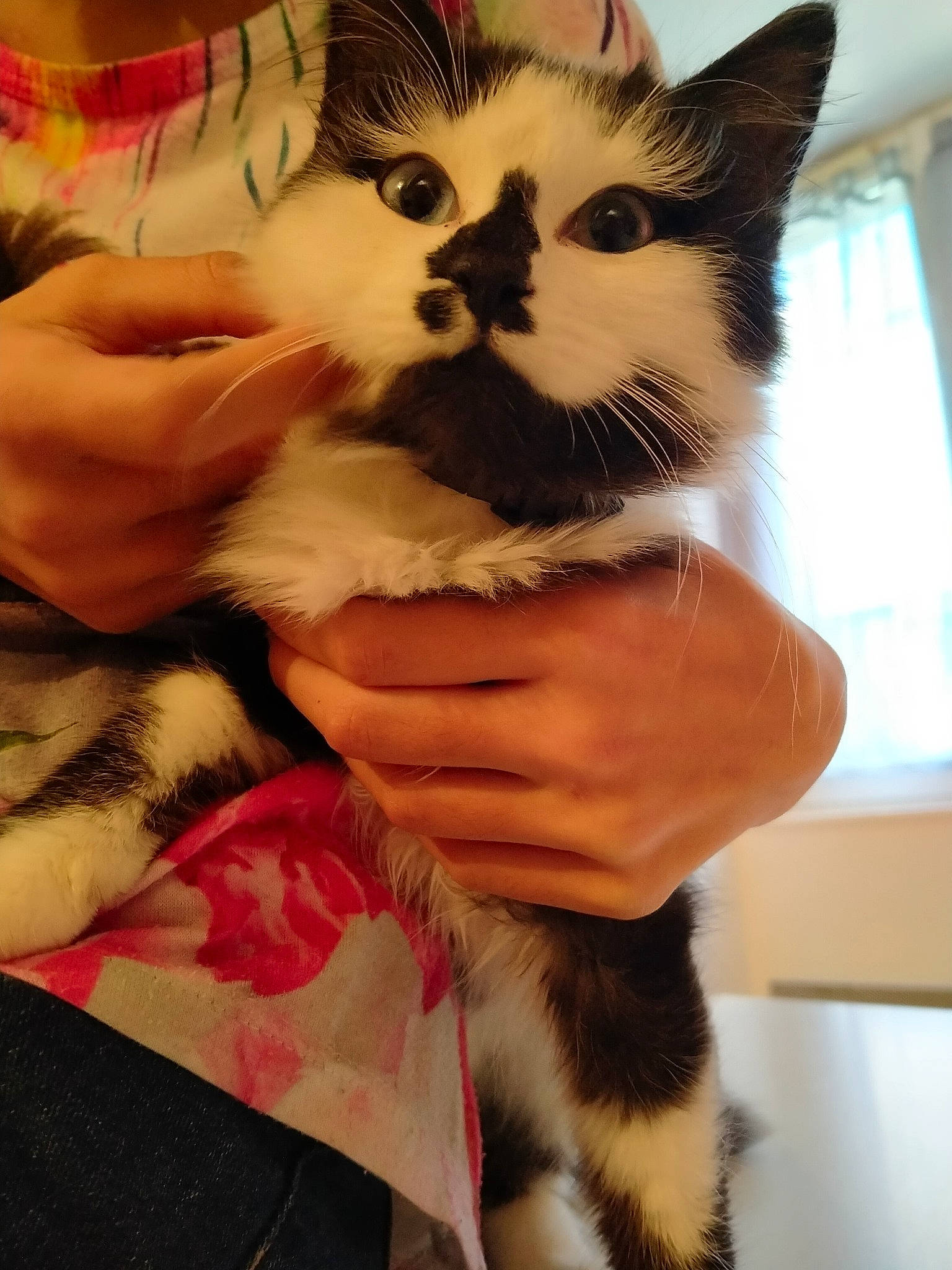 Robine participe au concours pour gagner de l'argent avec cette photo : asian, carnivore, cat, claw, domestic_short_haired_cat, felidae, fur, kitten, polydactyl_cat, small_to_medium_sized_cats, whiskers