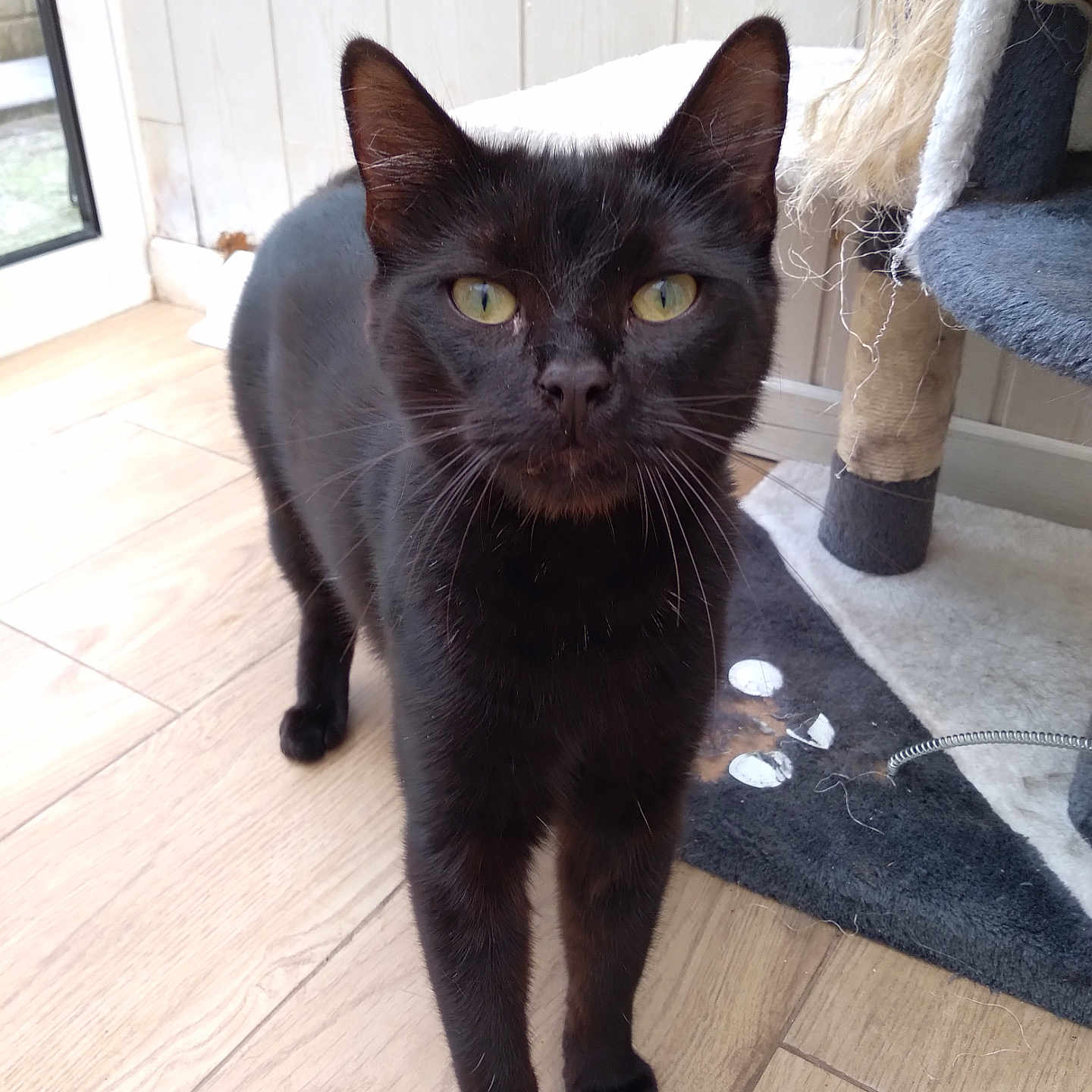 Zig Et Zag participe au concours pour gagner de l'argent avec cette photo : animal, black_cat, cat, cat_scratching_post, close_up, curious, domestic_cat, ears, feline, flooring, fur, home, indoor, looking, pet, scratched_rug, standing, whiskers, wooden_floor, yellow_eyes