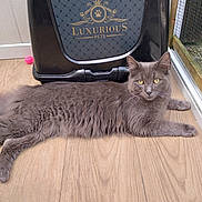 Zag participe au concours pour gagner de l'argent avec cette photo : animal, cat, companion, cute, domestic_cat, feline, floor, gray_cat, household, indoor, long_fur, looking_at_camera, luxurious_pets, lying_down, pet, pet_carrier, relaxed, resting, wooden_floor, yellow_eyes